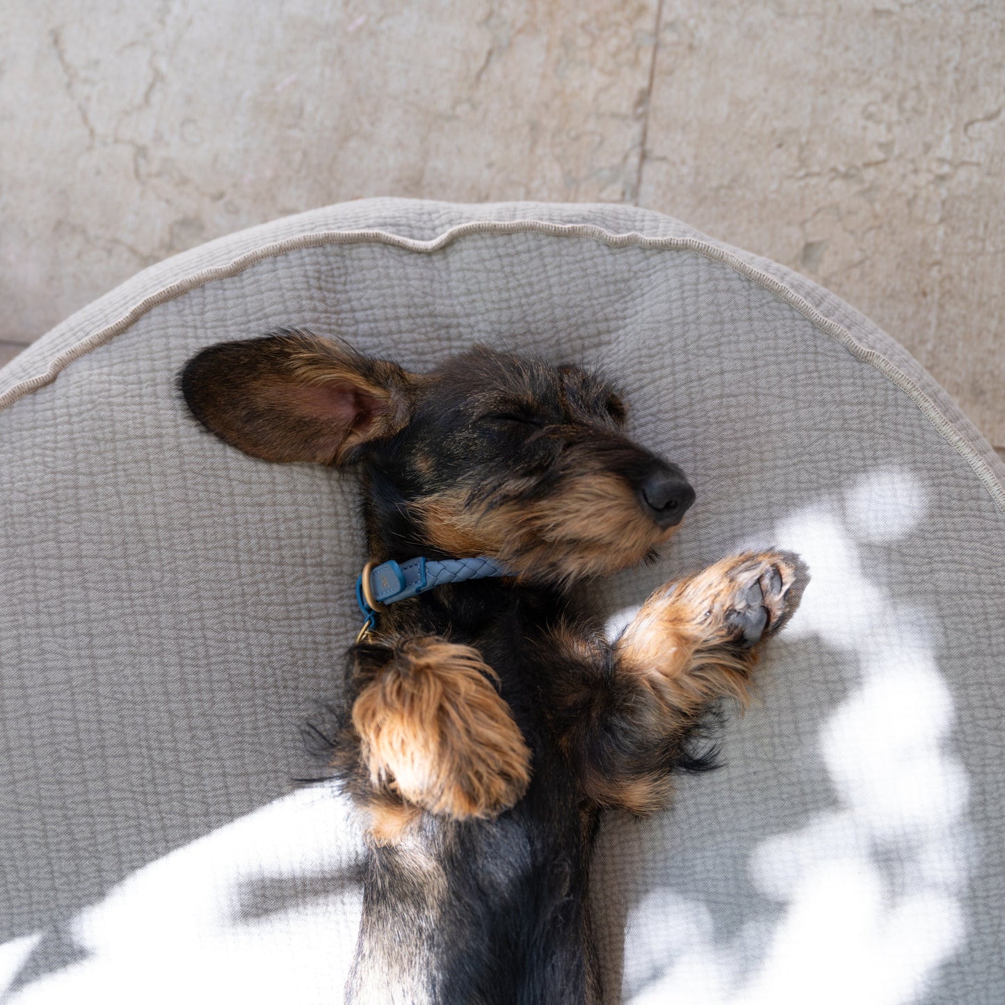 FULVIO - DOG CUSHION IN ELEPHANT COTTON