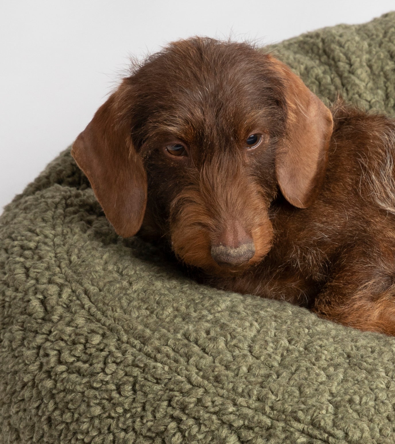 FULVIO - BOUCLE WOOL