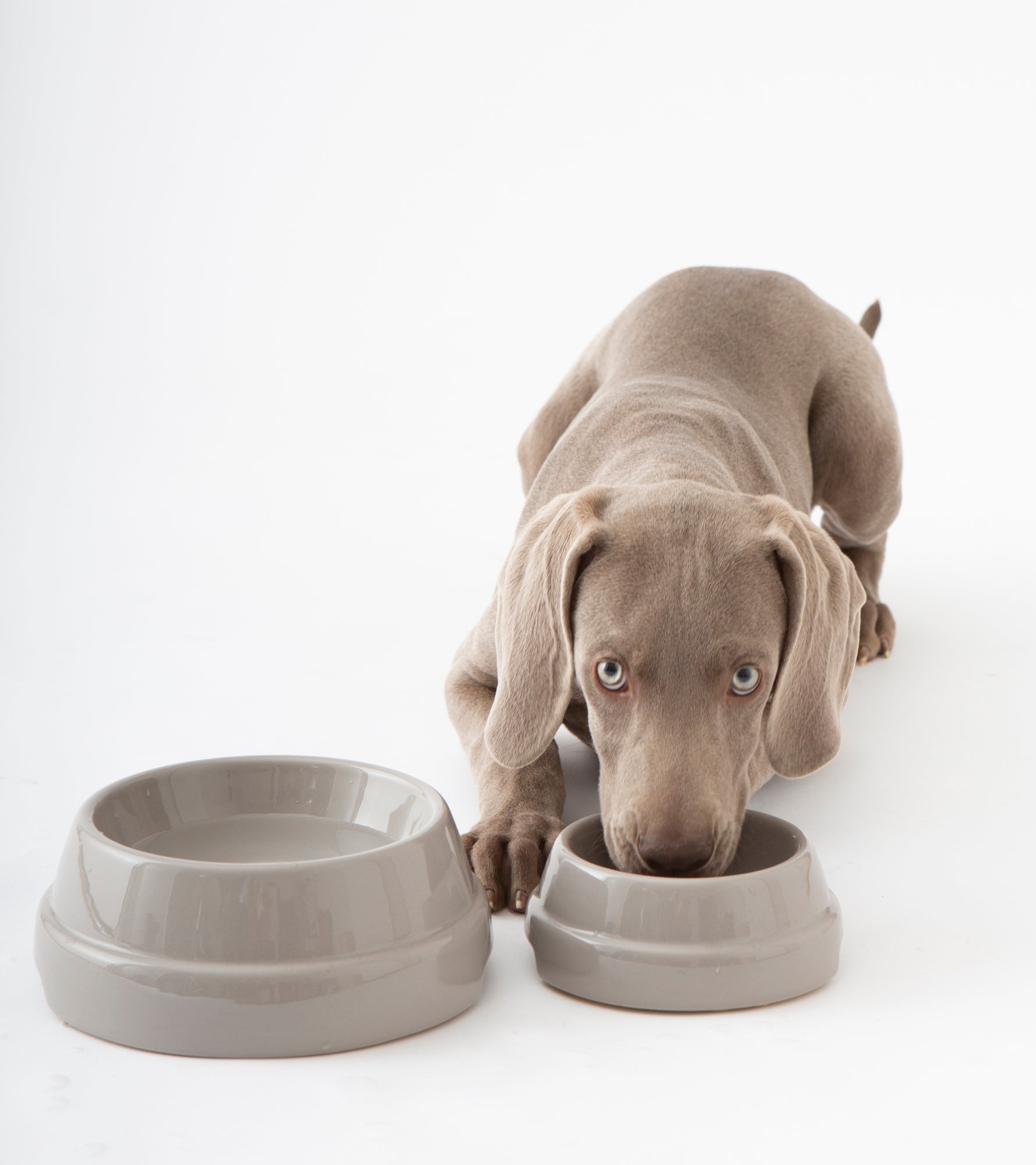 SEBASTIAO-DOG BOWL