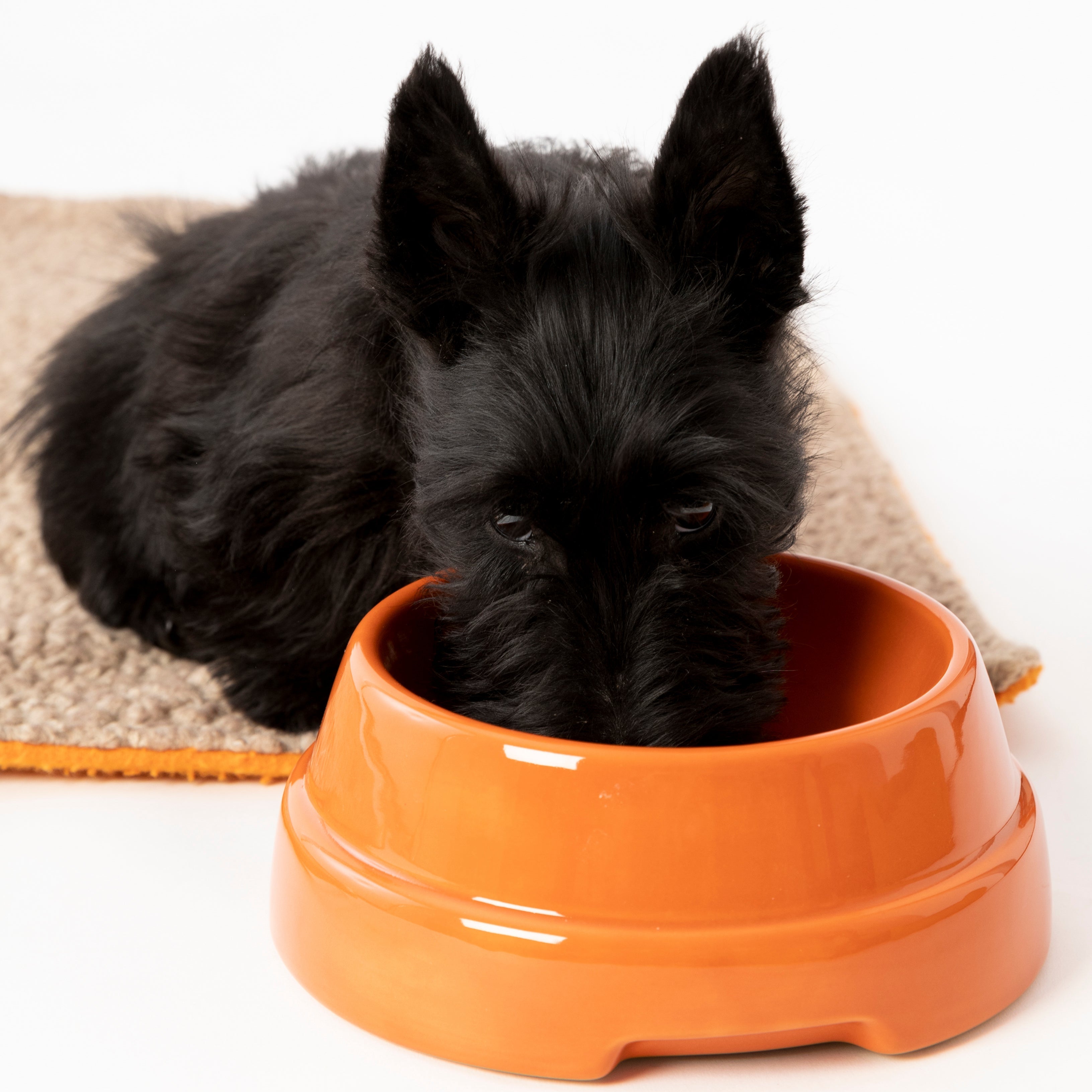 SEBASTIAO-DOG BOWL