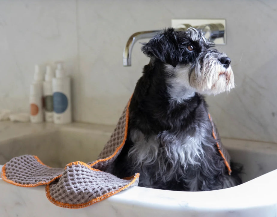 犬シャンプーの完全ガイド：種類・選び方・使い方｜天然由来の成分でワンちゃんにやさしいLISETTAシリーズ