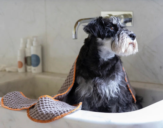 犬シャンプーの完全ガイド：種類・選び方・使い方｜天然由来の成分でワンちゃんにやさしいLISETTAシリーズ