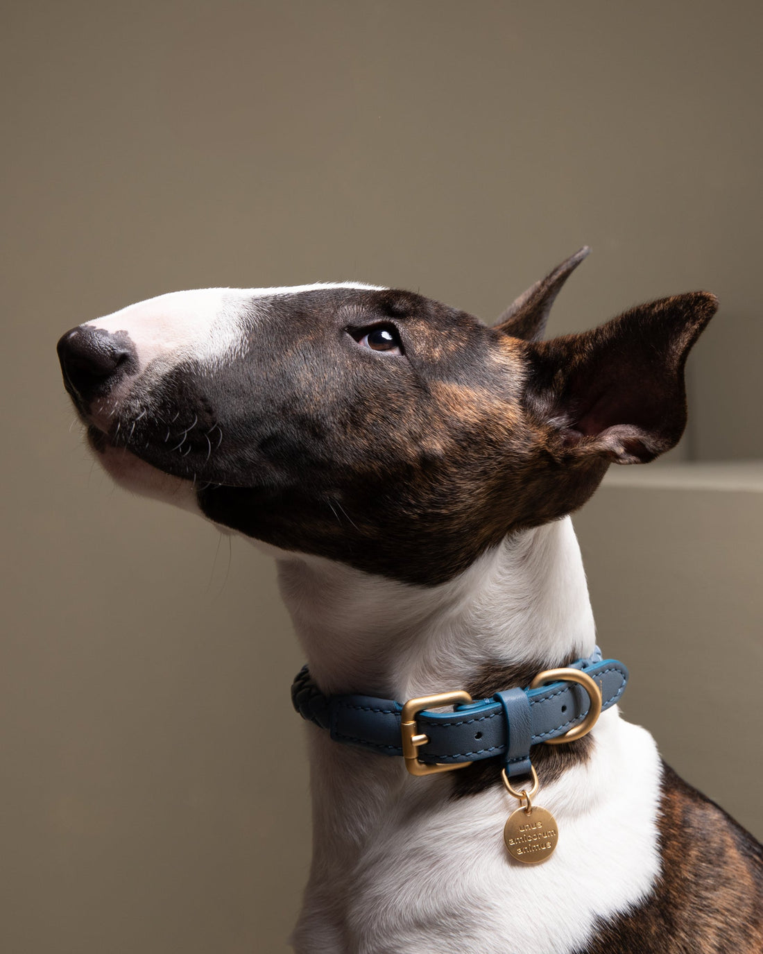 犬の首輪をおしゃれに選ぶために ― イタリア職人技とナパレザーの魅力