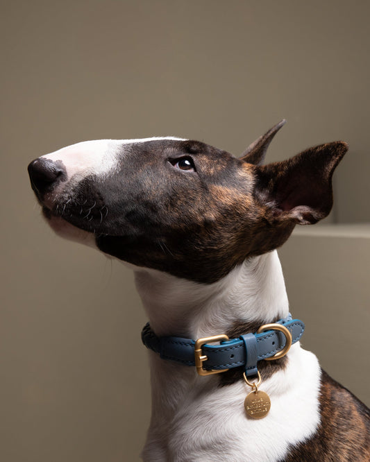 犬の首輪をおしゃれに選ぶために ― イタリア職人技とナパレザーの魅力