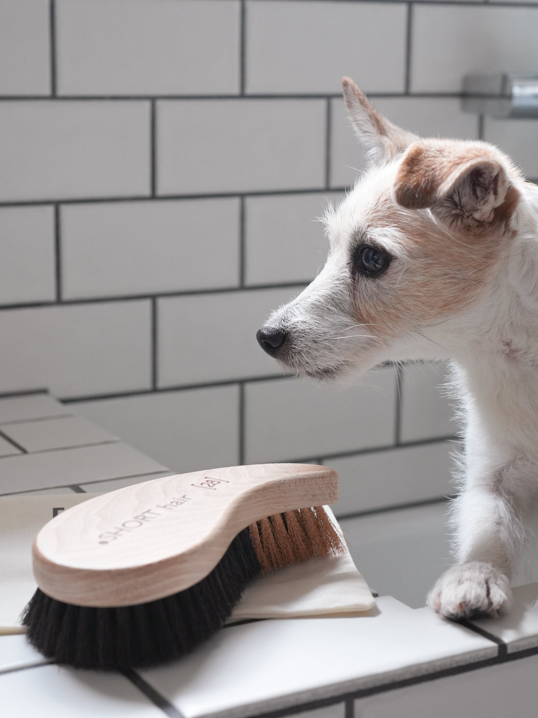 犬の被毛ケア完全ガイド｜美しさと健康を育てるブラッシングとシャンプーの基本