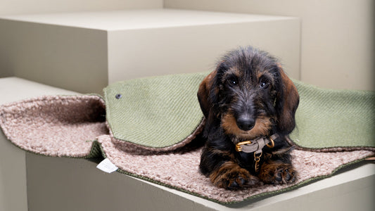 愛犬とのおでかけに便利なカフェマット｜折りたたみトラベルマット「Steve」