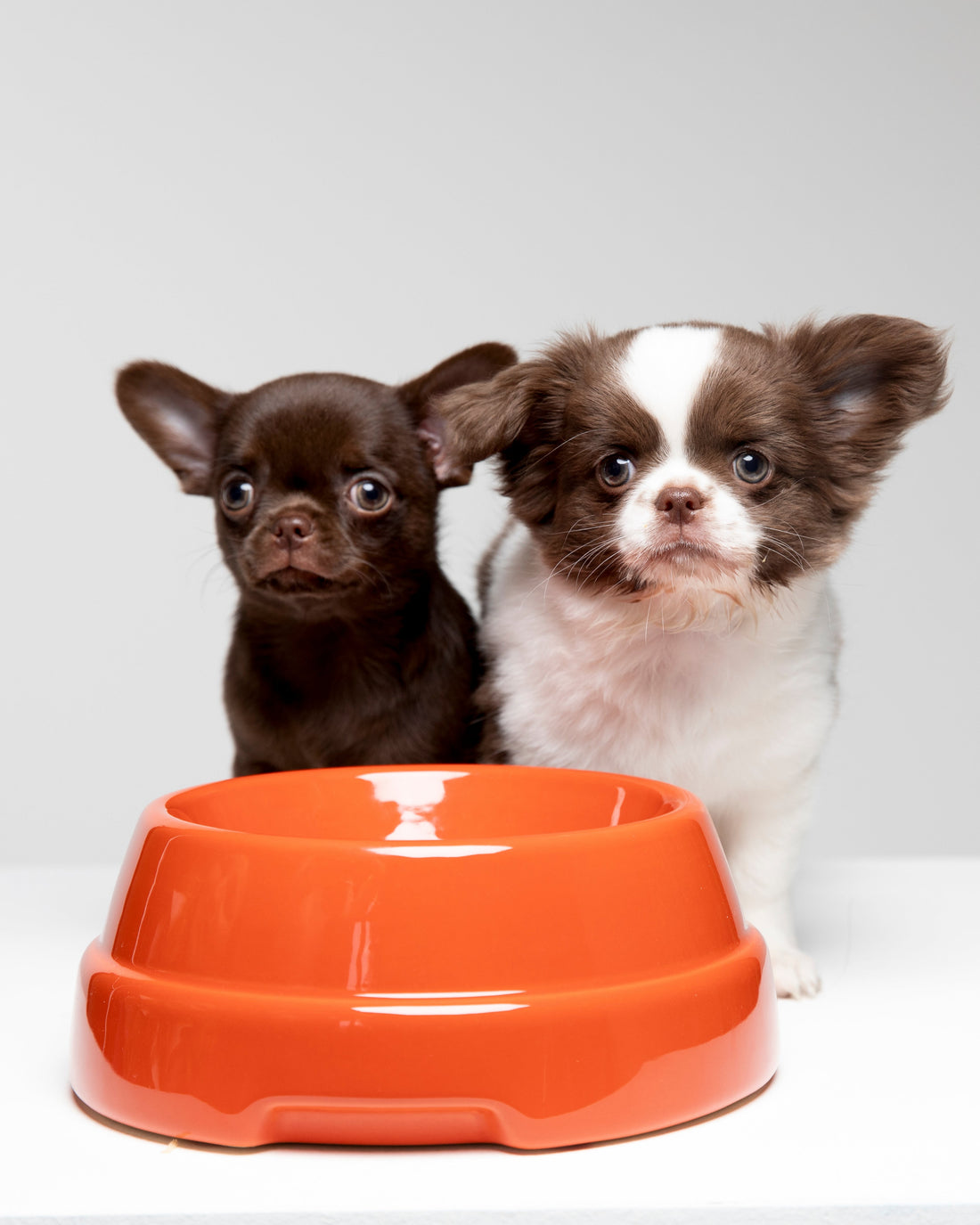 犬の食事ルーティンと食器の選び方｜快適で美しい食事環境の整え方