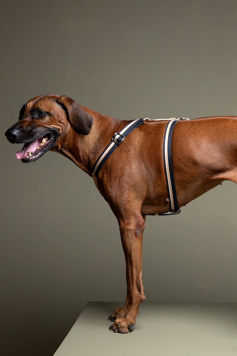 FRANCO HARNESS