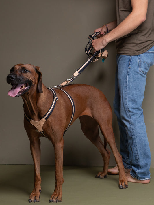FRANCO HARNESS