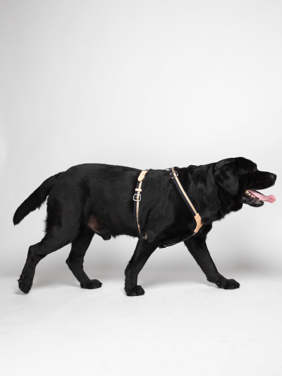FRANCO HARNESS