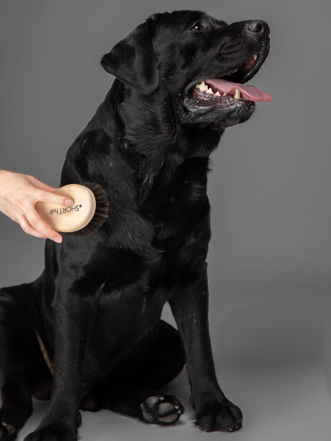 LEE - DOG BRUSH