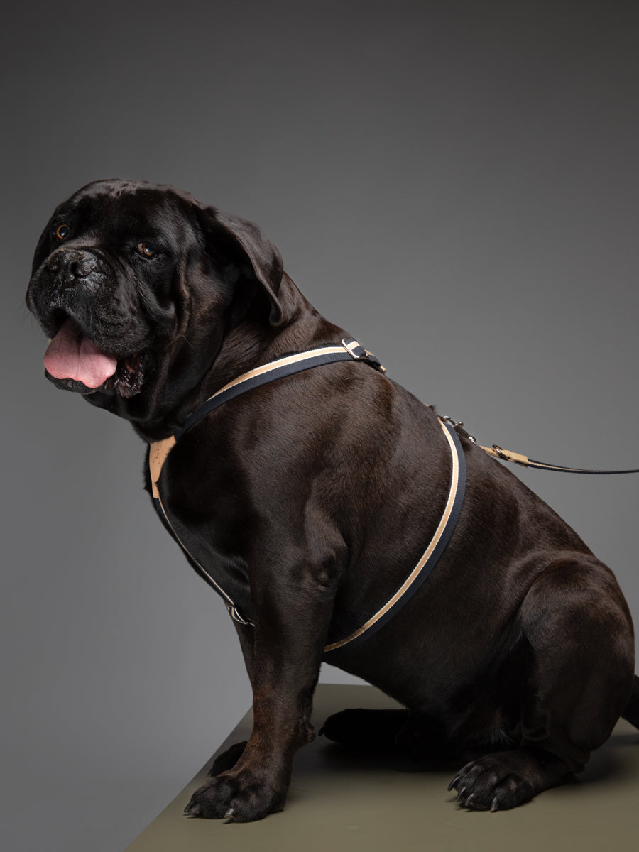 FRANCO HARNESS