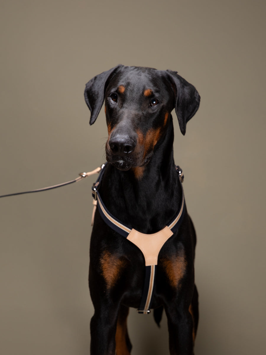 FRANCO HARNESS