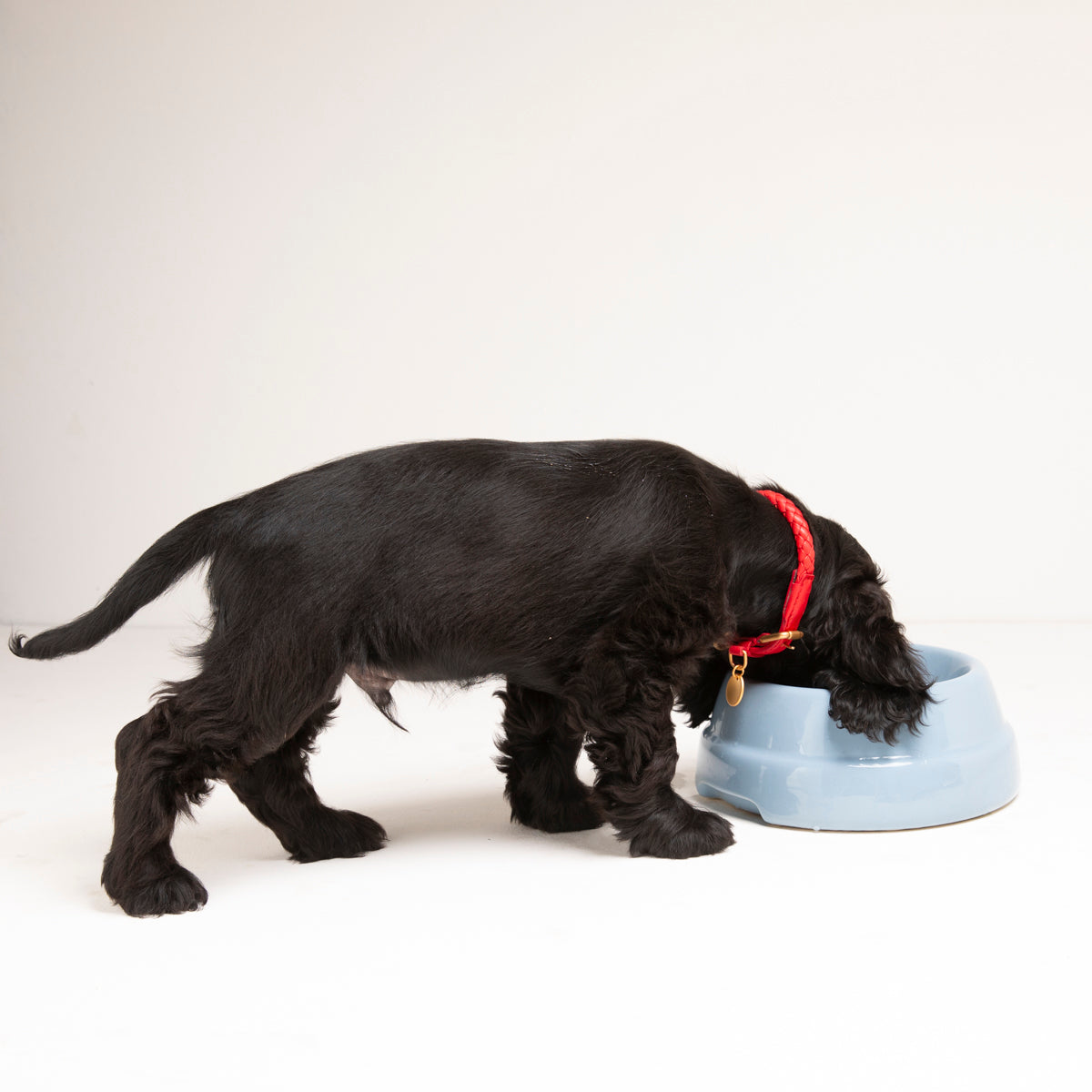 SEBASTIAO-DOG BOWL