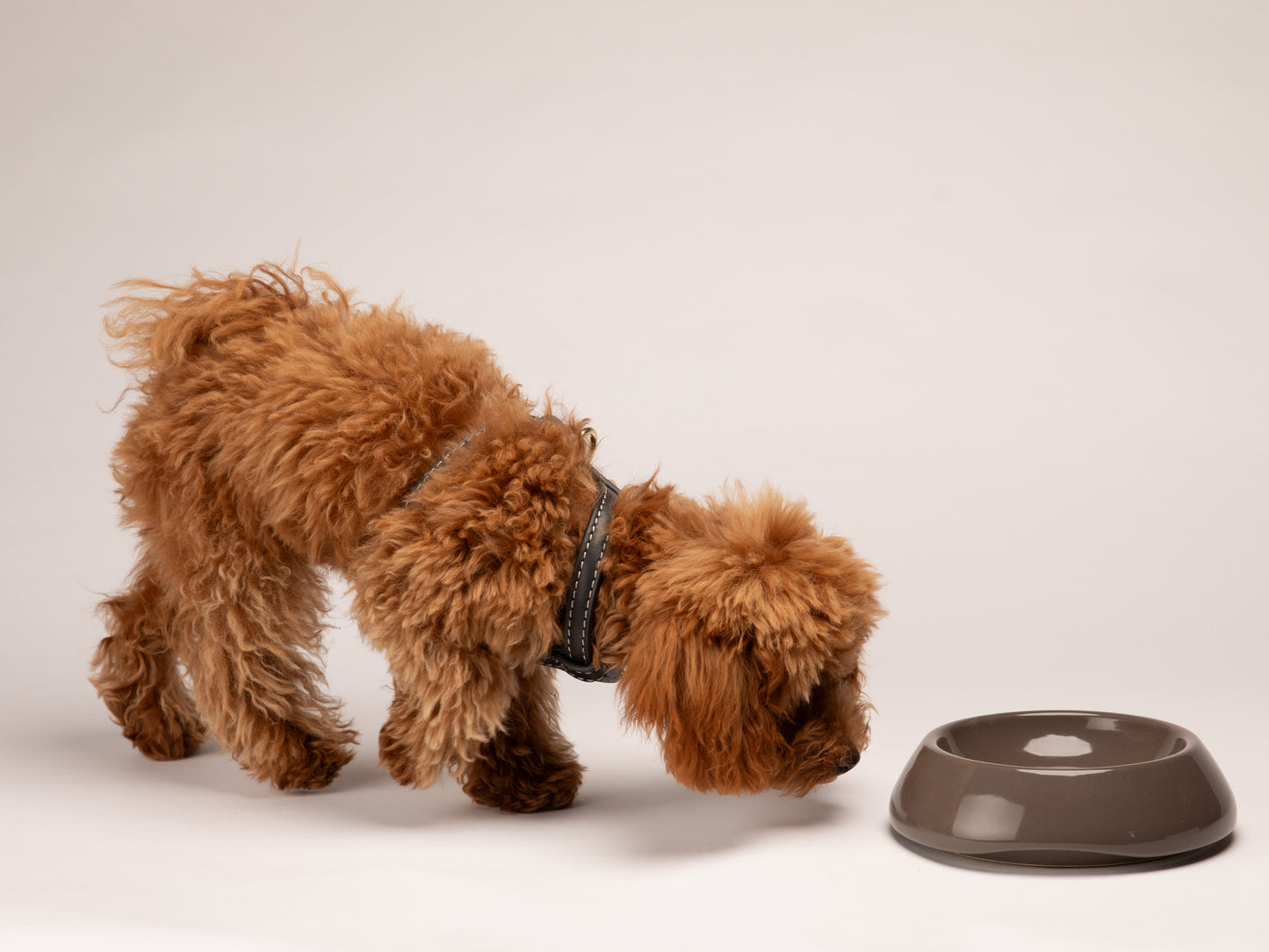 SARAH-CERAMIC DOG BOWL