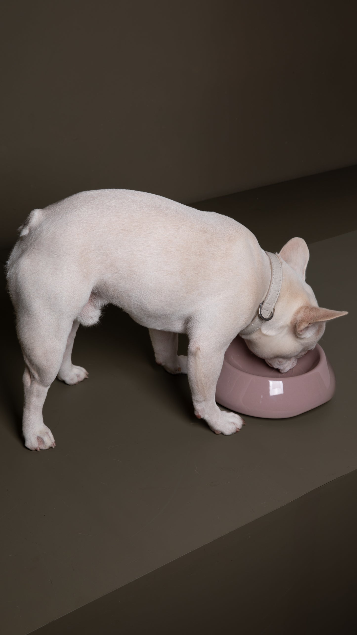SARAH-CERAMIC DOG BOWL