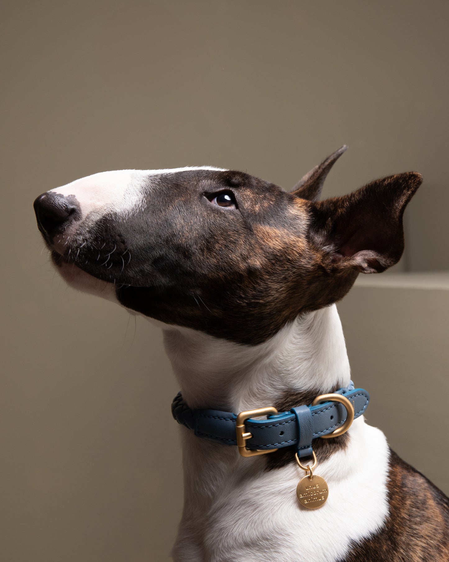 FERDINANDO - COLLAR