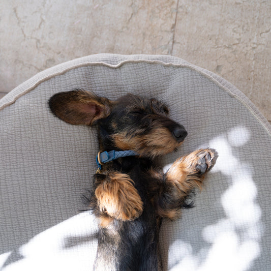 FULVIO - DOG CUSHION IN ELEPHANT COTTON