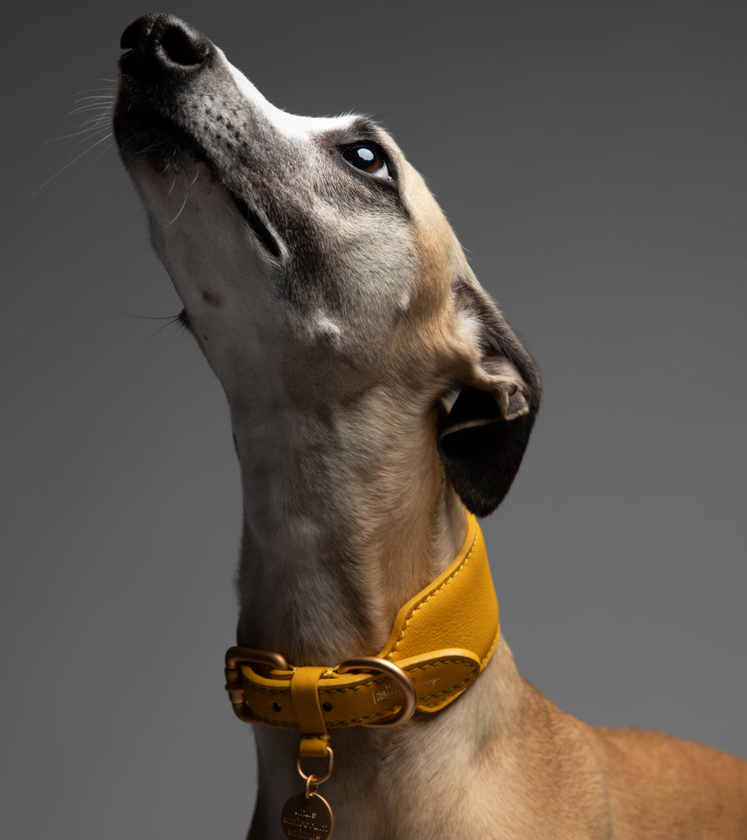 MARIO COLLAR