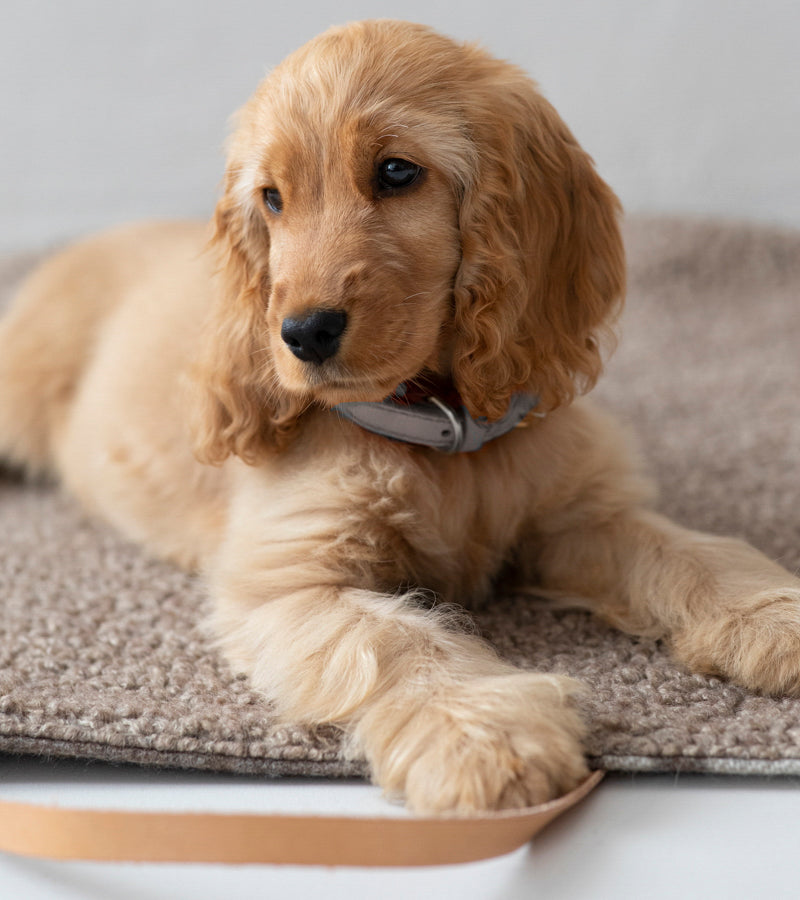 STEVE DOG TRAVEL MAT RECYCLED WOOL