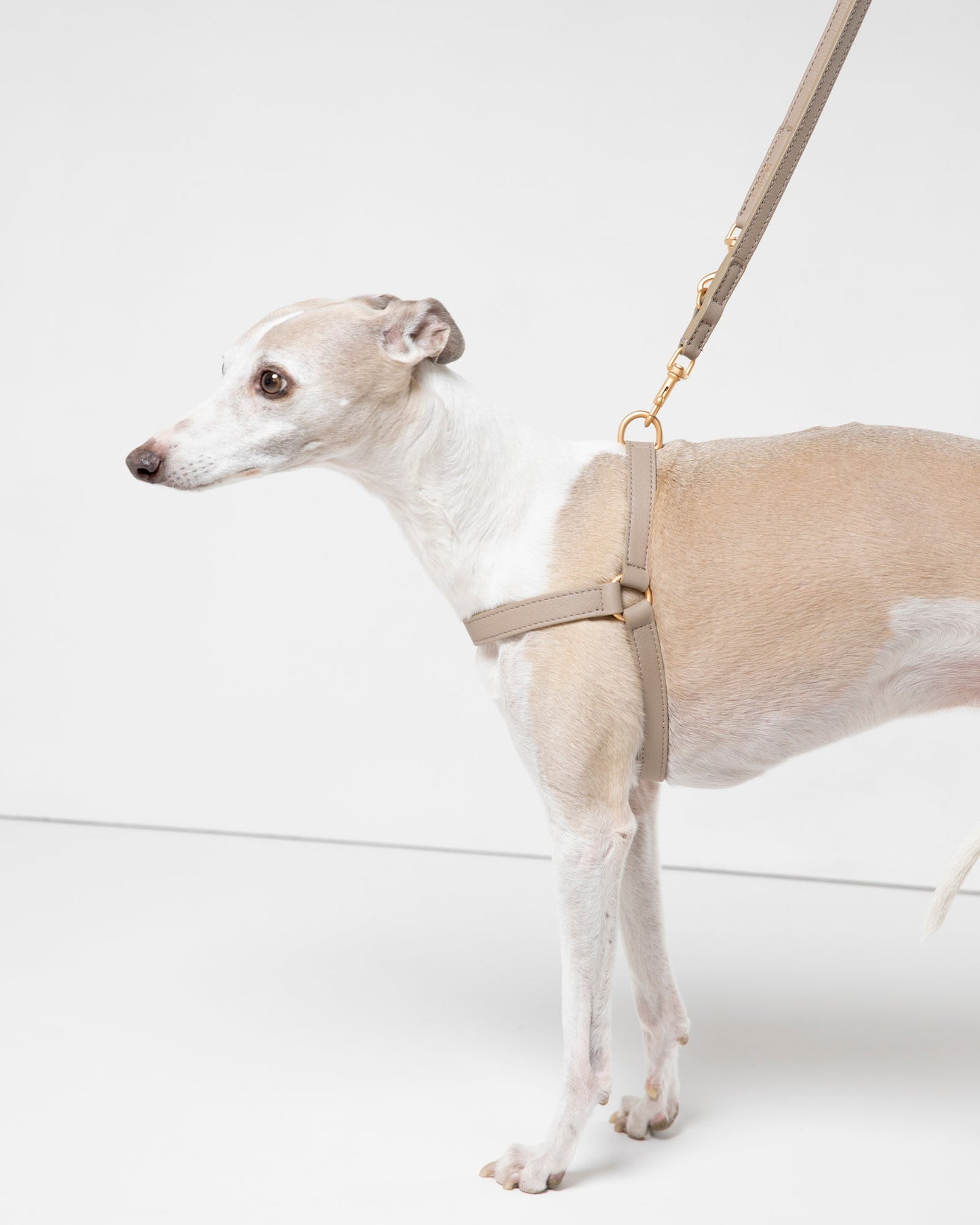 MARIO LEASH