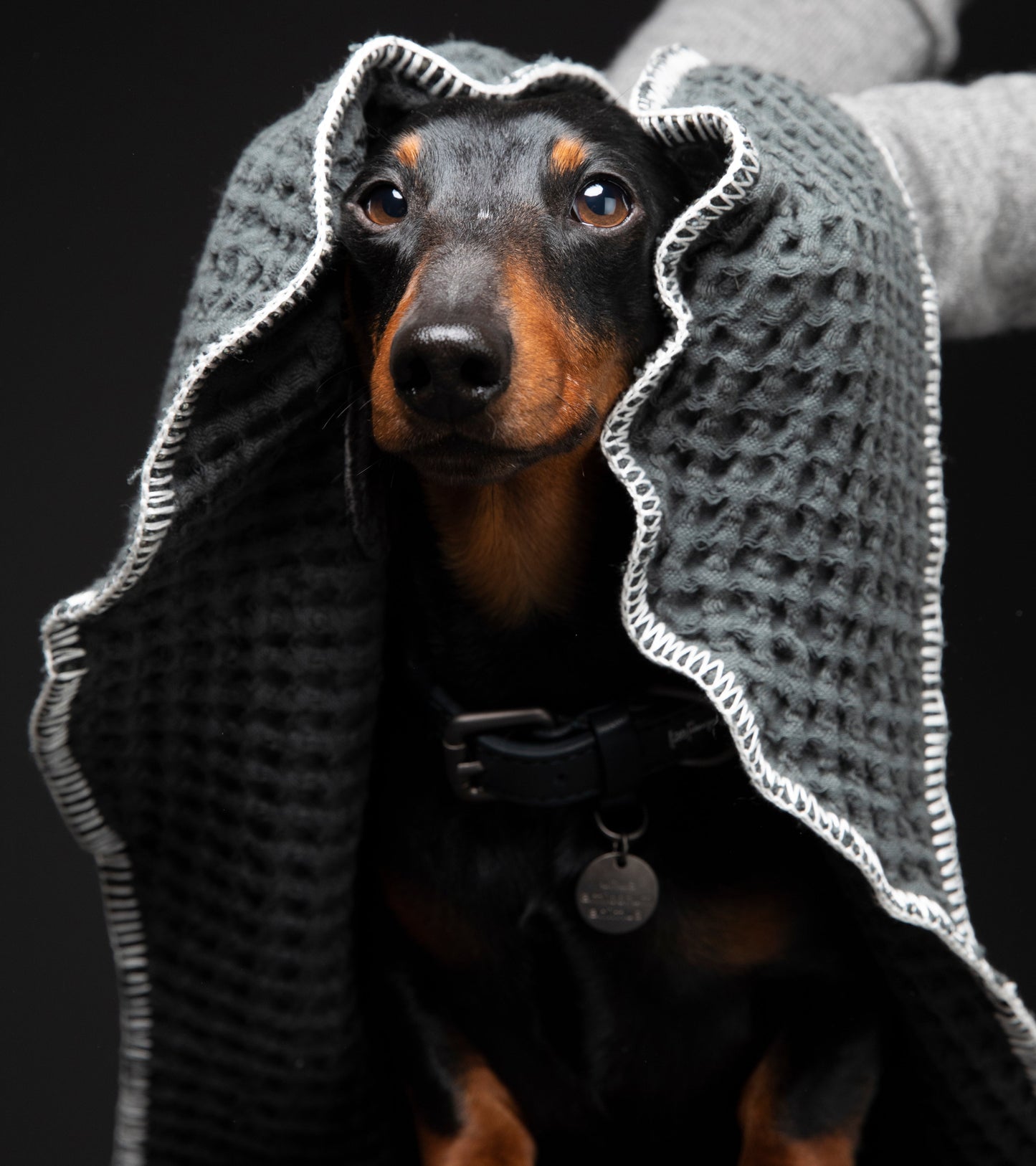 SALLY DOTTO BY PAOLA NAVONE - DOG TOWEL