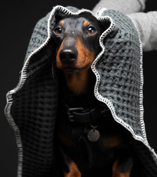 SALLY DOTTO BY PAOLA NAVONE - DOG TOWEL