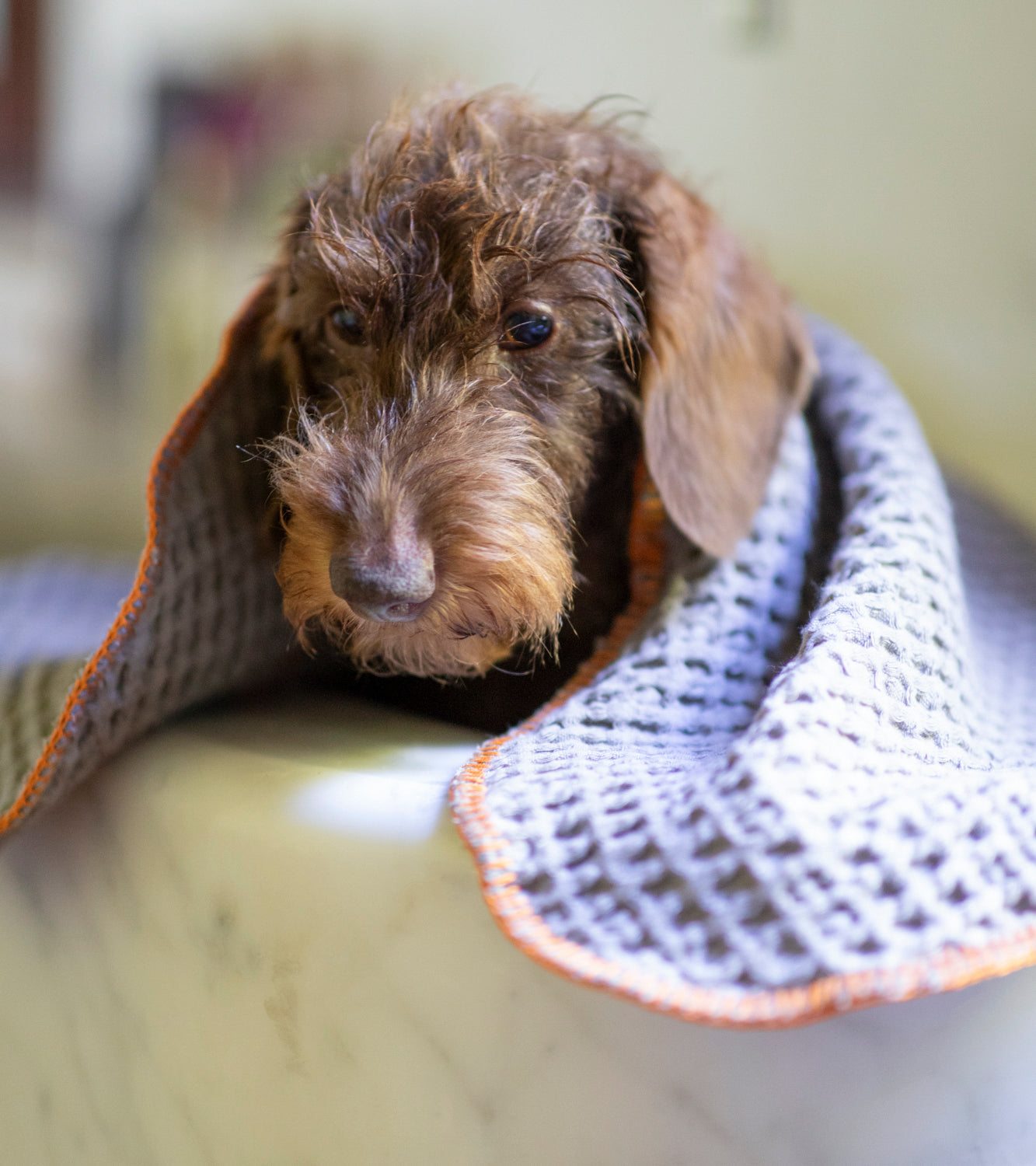 SALLY - HONEYCOMB COTTON DOG TOWEL