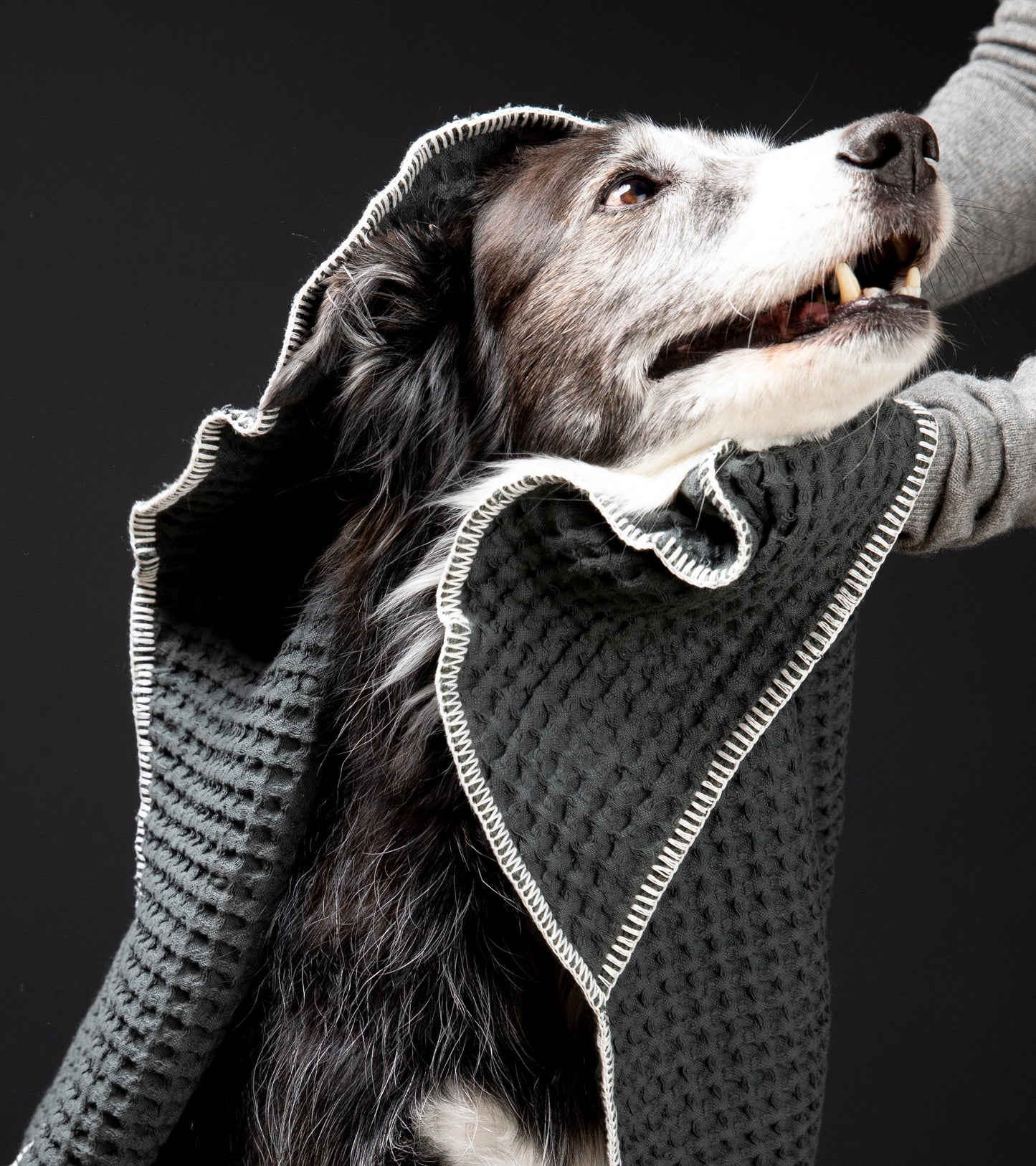 SALLY DOTTO BY PAOLA NAVONE - DOG TOWEL