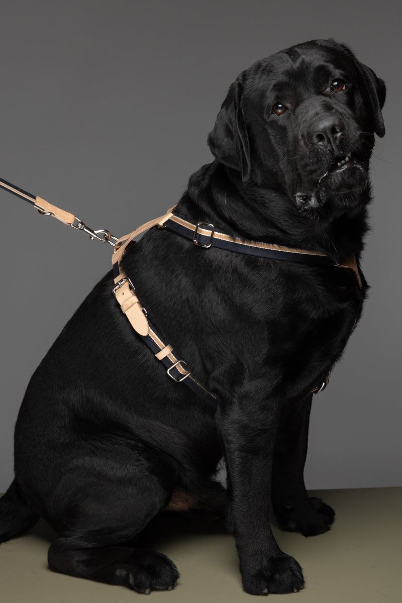 FRANCO HARNESS