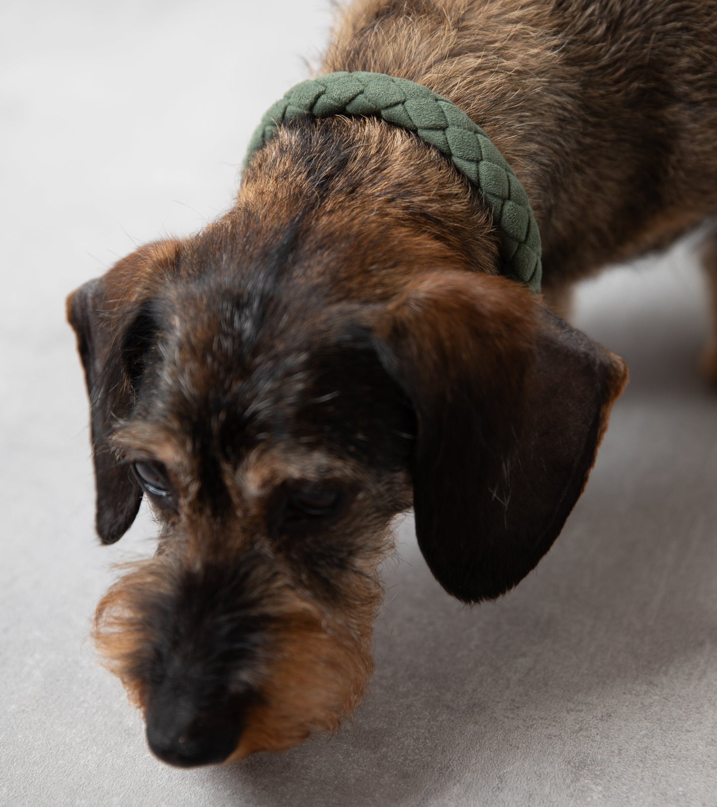 FERDINANDO - COLLAR IN MICROFIBER