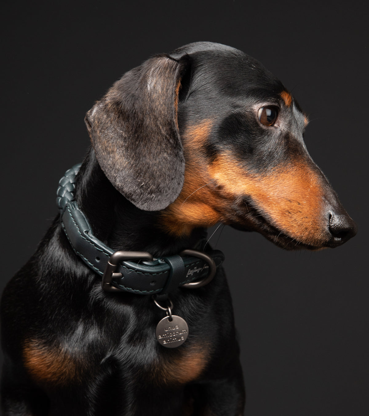 FERDINANDO - COLLAR